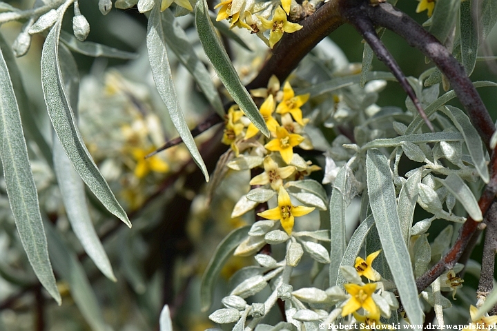 Kwitnie oliwnik wąskolistny