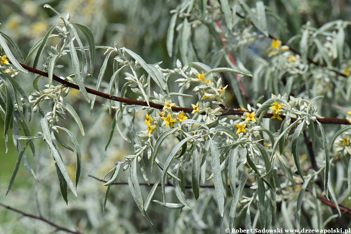 Kwitnie oliwnik wąskolistny