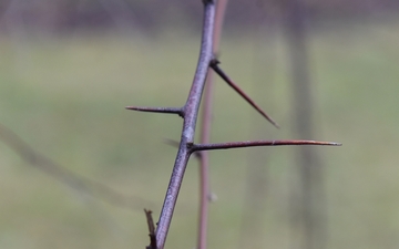 Oliwnik wąskolistny kolce na pędach