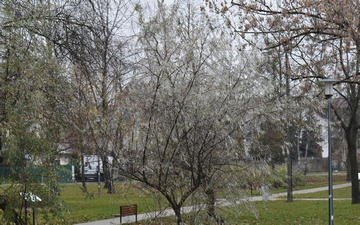 Oliwnik wąskolistny pokrój jesienią