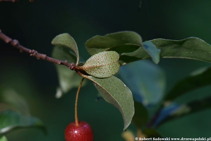 Owoce oliwnika wielokwiatowego - gumijagody