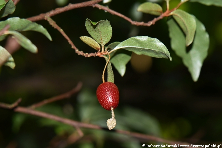 Owoce oliwnika wielokwiatowego - gumijagody