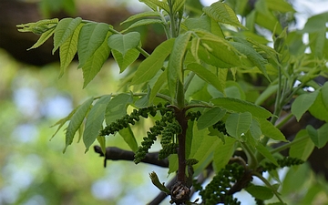 Orzech czarny kwiatostany