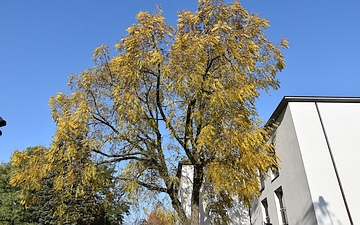 Orzech czarny pokrój jesienią