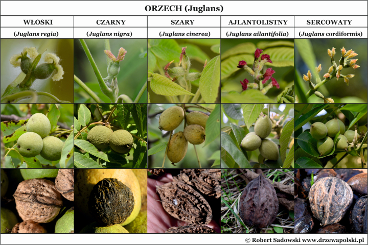 Orzechy rosnące w Polsce
