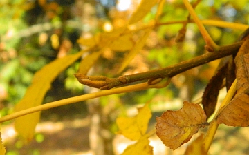 Orzesznik gorzki ped jesienią