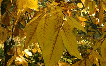 Orzesznik pięciolistkowy gałązka jesienią