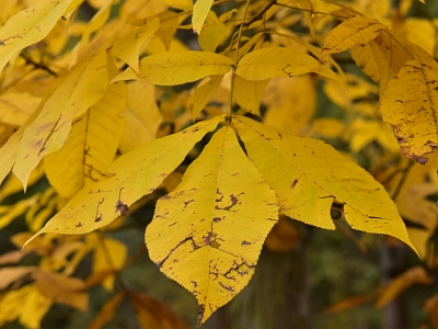 Orzesznik pięciolistkowy liść jesień