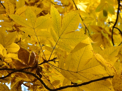 Orzesznik siedmiolistkowy przebarwienia jesienią