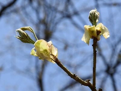 Orzesznik siedmiolistkowy pąk