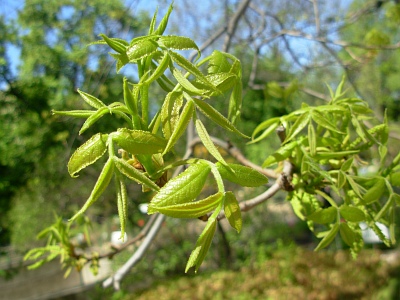 Orzesznik gorzki wiosna