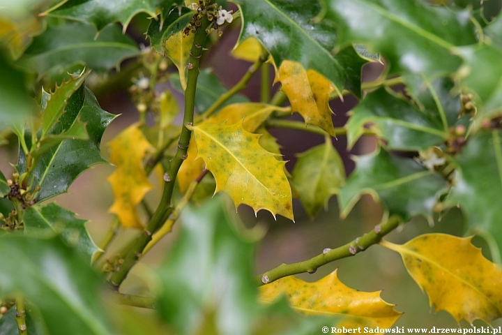 Ostrokrzew kolczasty gubi liście