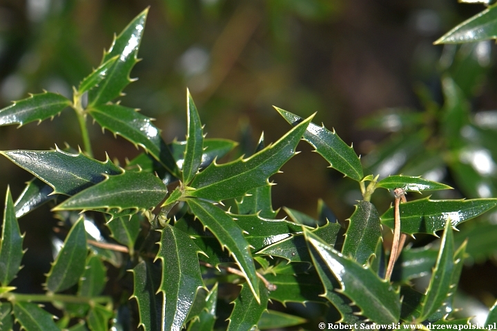 Ostrokrzew kolczasty 'Angustifolia'