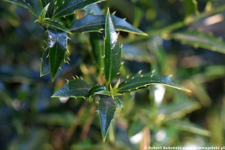 Ostrokrzew kolczasty 'Angustifolia'