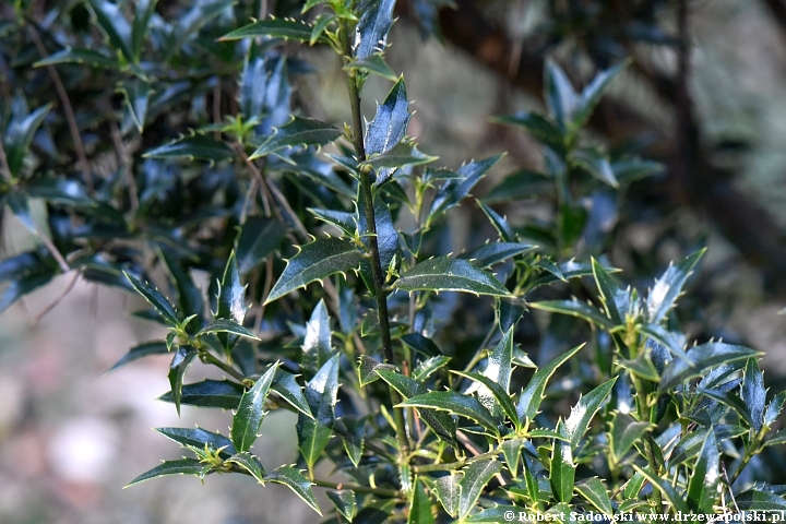 Ostrokrzew kolczasty 'Angustifolia'