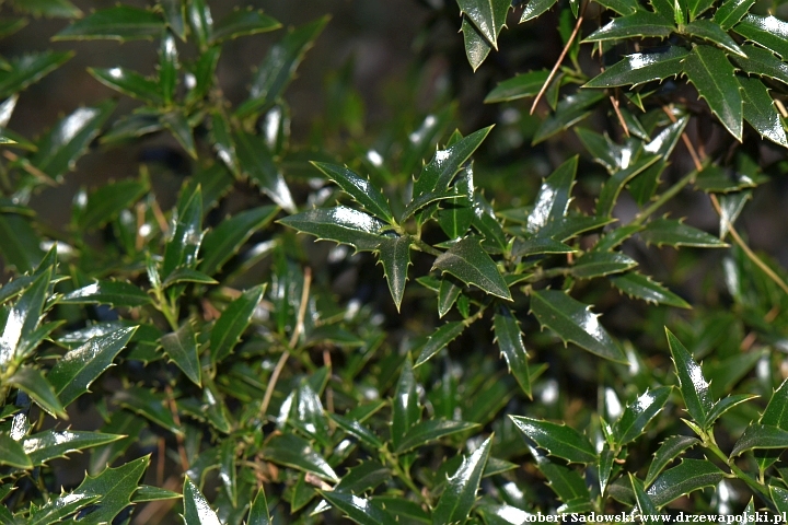 Ostrokrzew kolczasty 'Angustifolia'