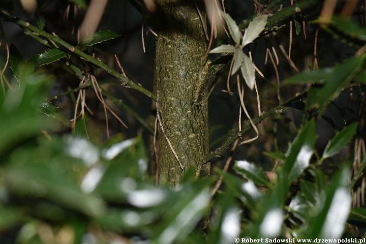 Ostrokrzew kolczasty 'Angustifolia'