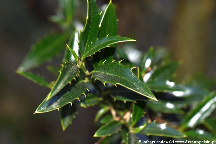 Ostrokrzew kolczasty 'Angustifolia'