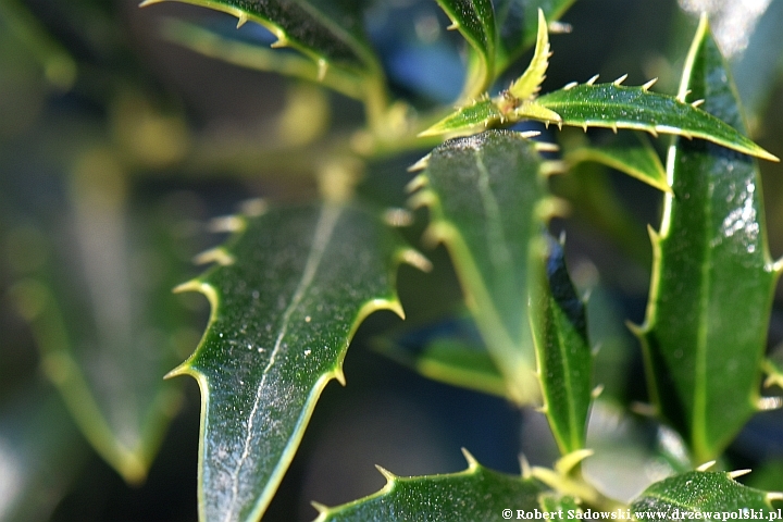 Ostrokrzew kolczasty 'Angustifolia'