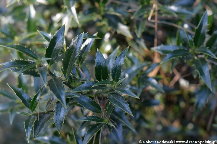 Ostrokrzew kolczasty 'Angustifolia'