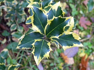 Ostrokrzew kolczasty - odmiana 'Aurea Marginata'