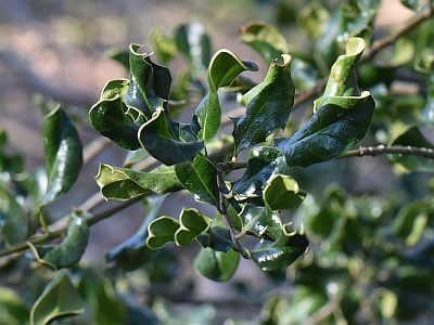 Ostrokrzew kolczasty - odmiana 'Crispa'