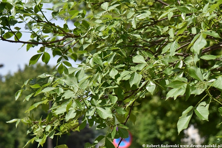 Parczelina trójlistkowa - pąki kwiatowe