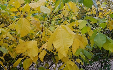 Parczelina trójlistkowa gałązka jesienią