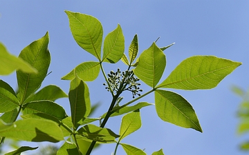 Parczelina trójlistkowa liście wiosną