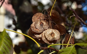 Parczelina trójlistkowa owoce jesienią