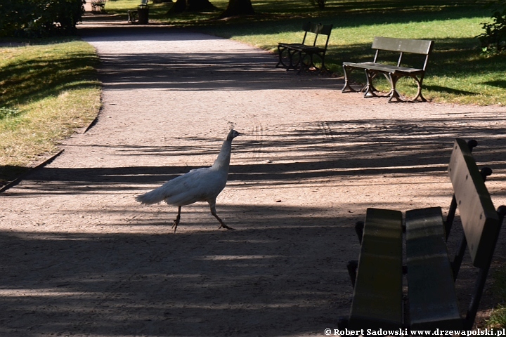 Park w Łazienkach Królewskich