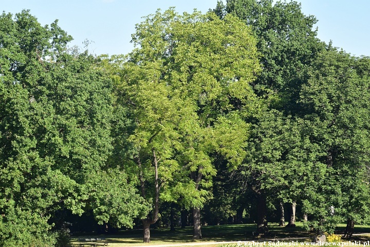 Park w Łazienkach Królewskich