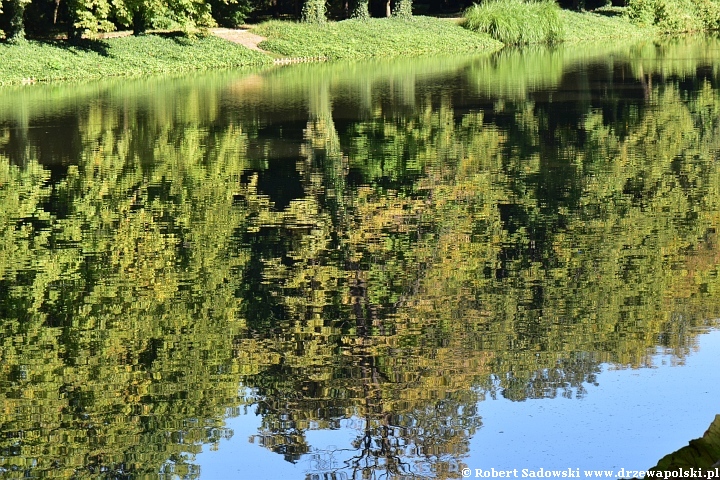 Park w Łazienkach Królewskich