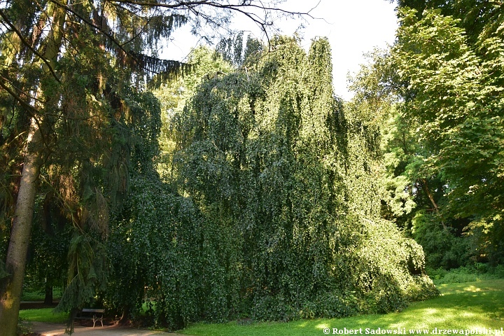 Park w Łazienkach Królewskich