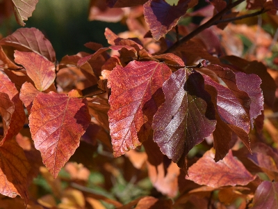 Parocja perska kolory jesienią