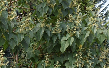 Paulownia omszona gałązka