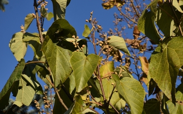 Paulownia omszona gałązka jesienią