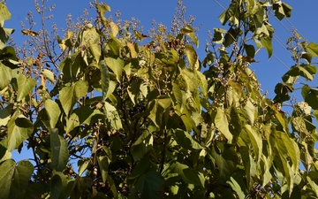 Paulownia omszona gałązka jesienią Paulownia omszona gałązka jesienią