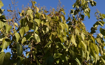 Paulownia omszona gałązka jesienią