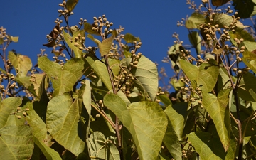 Paulownia omszona gałązka jesienią