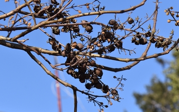 Paulownia omszona gałązka na przedwiośniu Paulownia omszona gałązka na przedwiośniu
