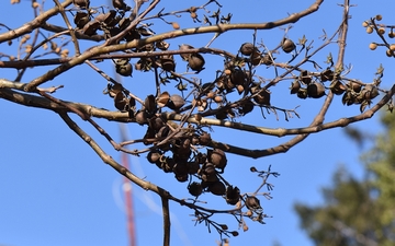 Paulownia omszona gałązka na przedwiośniu