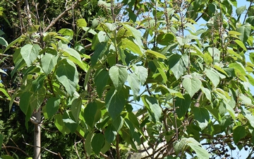 Paulownia omszona gałązka wiosną Paulownia omszona gałązka wiosną