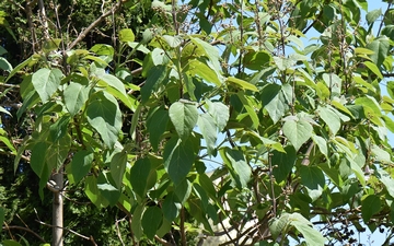 Paulownia omszona gałązka wiosną