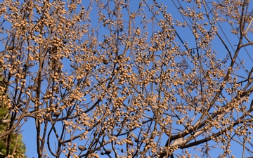 Paulownia omszona gałązka zimą Paulownia omszona gałązka zimą