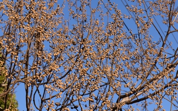 Paulownia omszona gałązka zimą