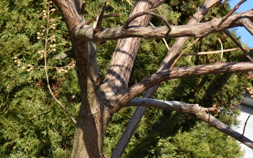 Paulownia omszona gałęzie