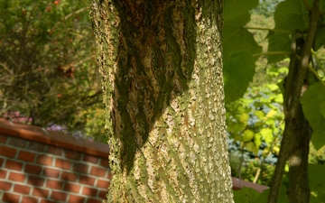Paulownia omszona kora Paulownia omszona kora