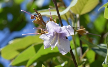 Paulownia omszona kwiat