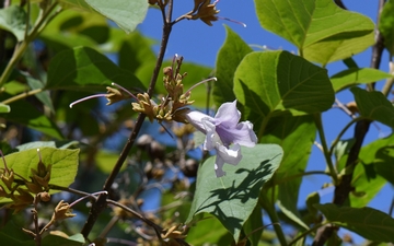 Paulownia omszona kwiat